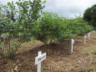 品種の看板立てました！