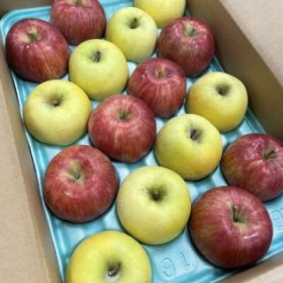 シナノスイート収穫中～ぐんま名月は来週から始まる！！