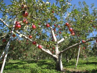 のどが渇いたのか？
