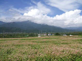 中川【赤そば花祭り】