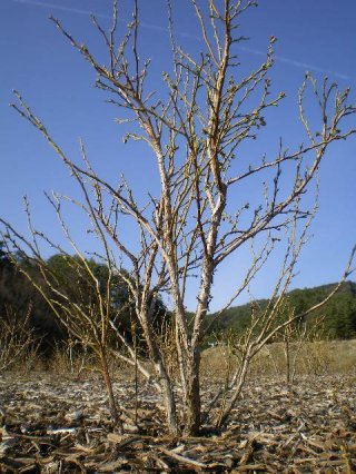 ブルーベリーの剪定！