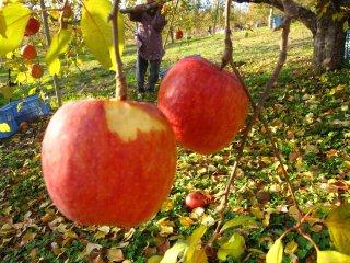 実っているリンゴをそのまま・・・