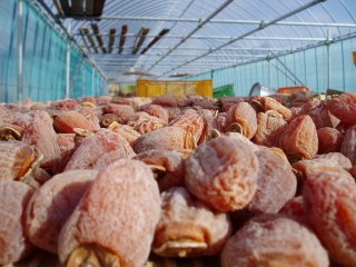 あま〜い　市田柿　出荷始まりました！