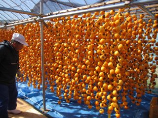 南信州　秋の風物　　　　柿すだれ　（市田柿）