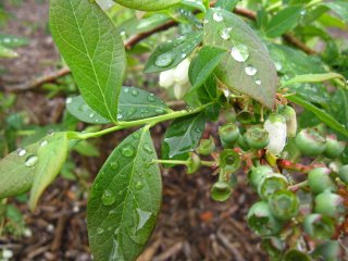今のブルーベリー園は・・・
