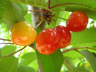 やっぱり美味しいサクランボ！