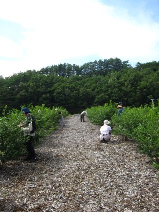 愛知県よりブルーベリー狩りに来て下さいました。