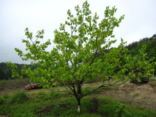 今の市田柿は・・・