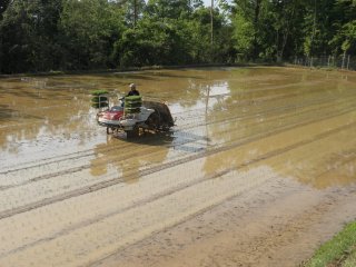 お田植えが終わりました