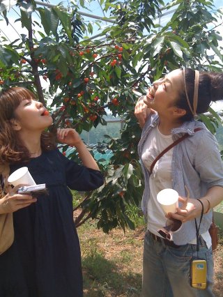 ブルーベリー狩り　ＯＰＥＮしました！