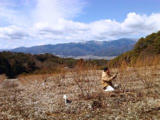 ブルーベリーの剪定にチャレンジ！！