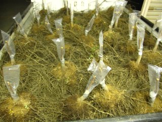 柿の苗木を、移植・挿し木しました。