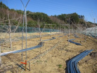 サクランボハウスにおにぎり２０個？
