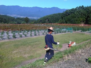 久しぶりのブルーベリー園！！