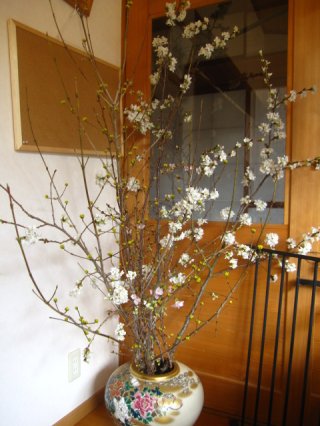 桜が咲きました！