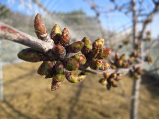 サクランボ・ブルーベリーの蕾