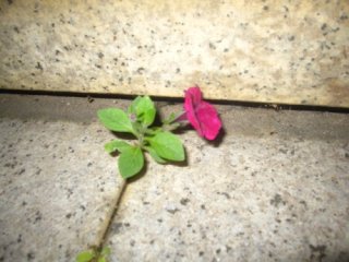 なんと、石の隙間から花が！