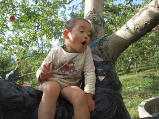 子供達がりんごの収穫を手伝ってくれました。