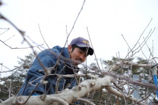 果樹の剪定真っ最中！りんご　柿