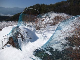 大雪でした。