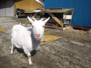 ヤギ飼いたいな・・・