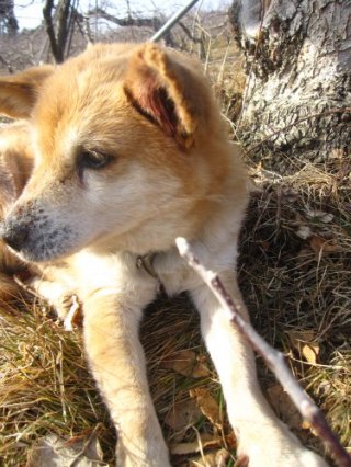 愛犬　リッチが亡くなりました。