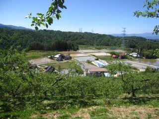 果樹園が綺麗になりました。