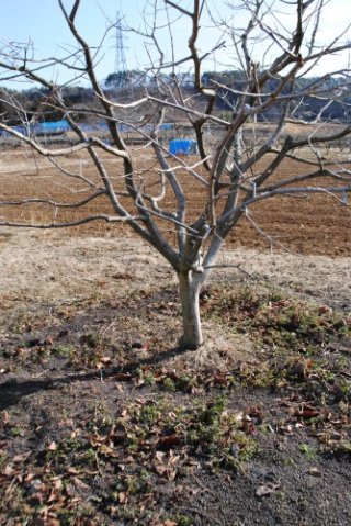 柿（市田柿）へ、鶏糞（有機質）を撒きました。
