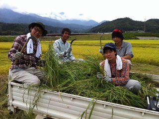 稲刈り準備中！