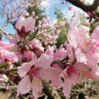桃の花咲きました