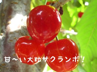 サクランボ・ブルーベリー狩りの予約開始します！