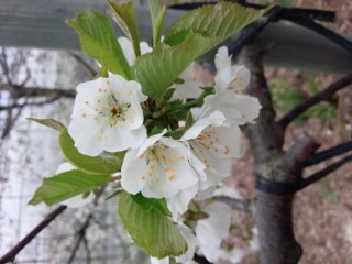 さくらんぼの花咲きました！