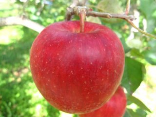 信州くだもの村産　りんご　「陽光」の収穫開始