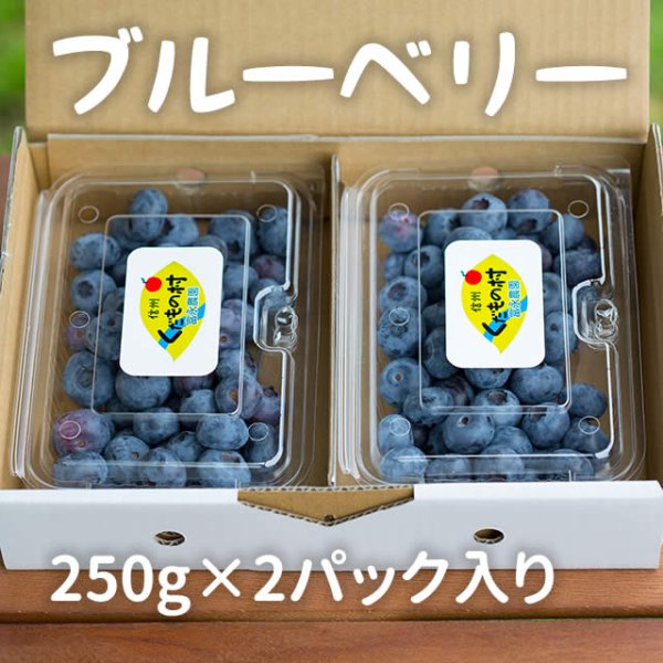 画像1: 信州くだもの村のブルーベリー　250g×2 (1)