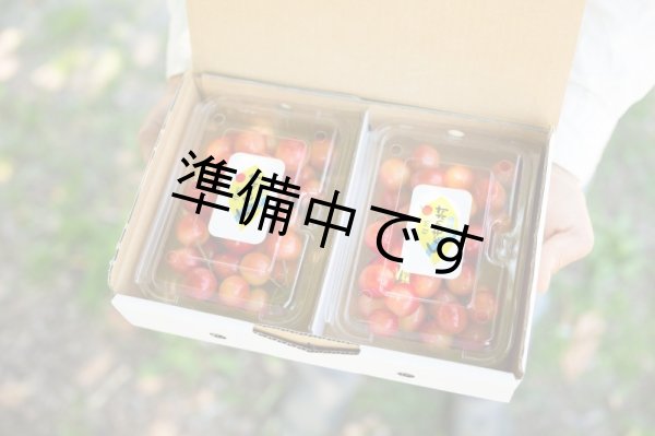 画像1: 贈答さくらんぼ（250ｇ×2）「紅秀峰」 (1)