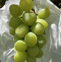 シャインマスカット1.5kg程