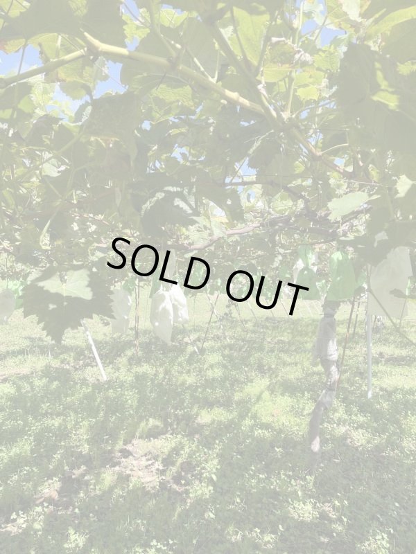 画像2: シャインマスカット1.5kg程 (2)