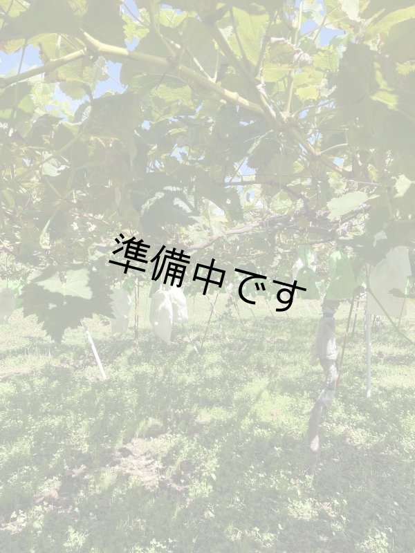 画像2: 家庭用シャインマスカット2kg程 (2)