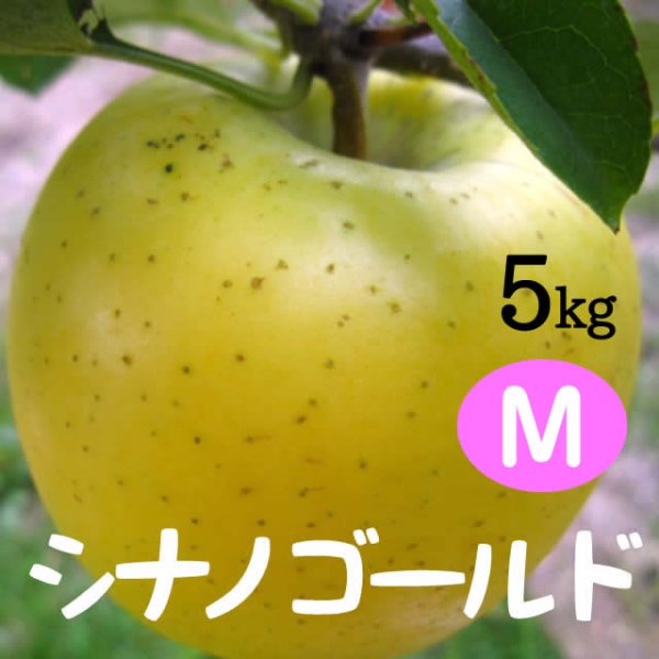 画像1: シナノゴールド 5kg: M (1)