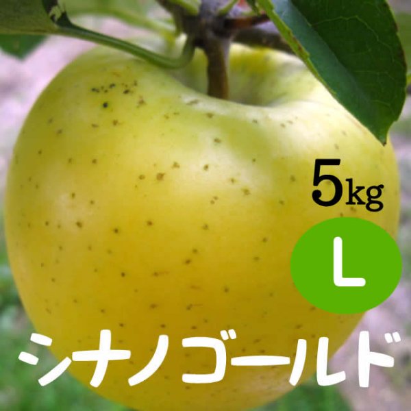 画像1: シナノゴールド 5kg: L (1)