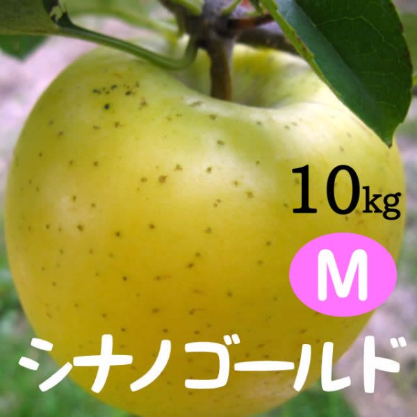 画像1: シナノゴールド 10kg: M (1)