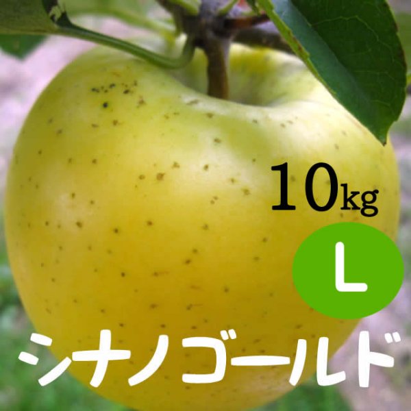 画像1: シナノゴールド 10kg: L (1)