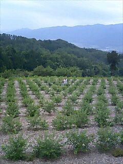 ブルーベリー摘み取り開始！！