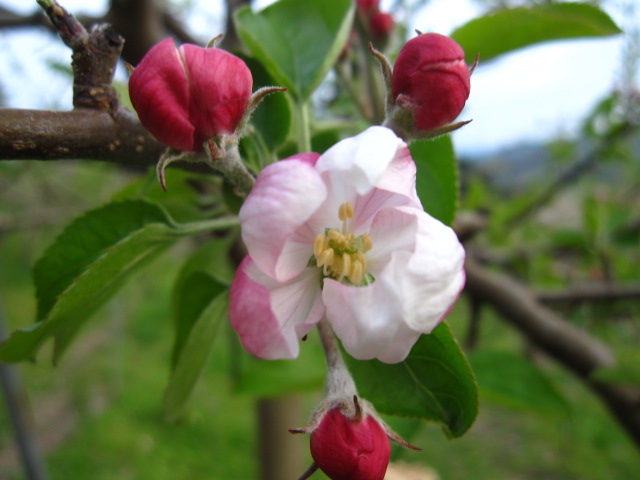 リンゴの花が開花しました