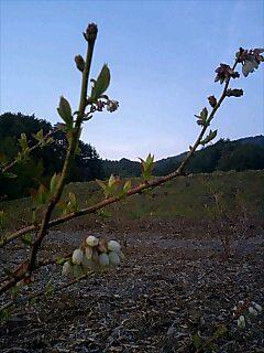 ブルーベリー開花