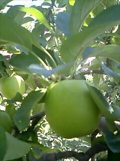 くだもの達、育っています。