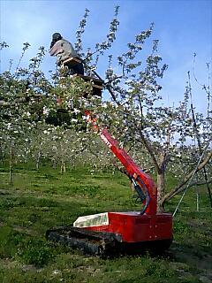 りんごの花が咲く