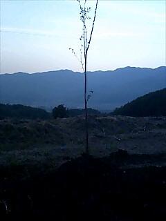 ケヤキを植える