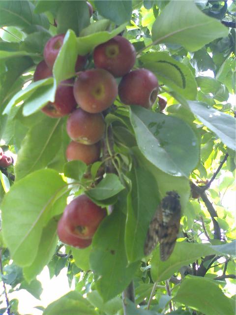 メイポールと、アブラゼミ