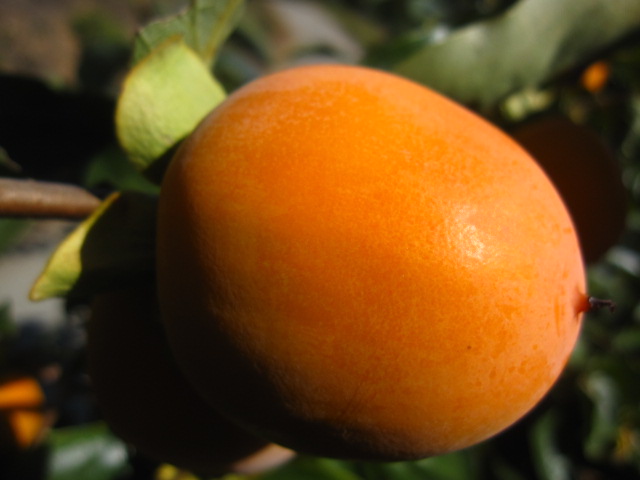 「市田柿ができるまで」・・・